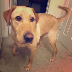 Meet your Posher, Bobby